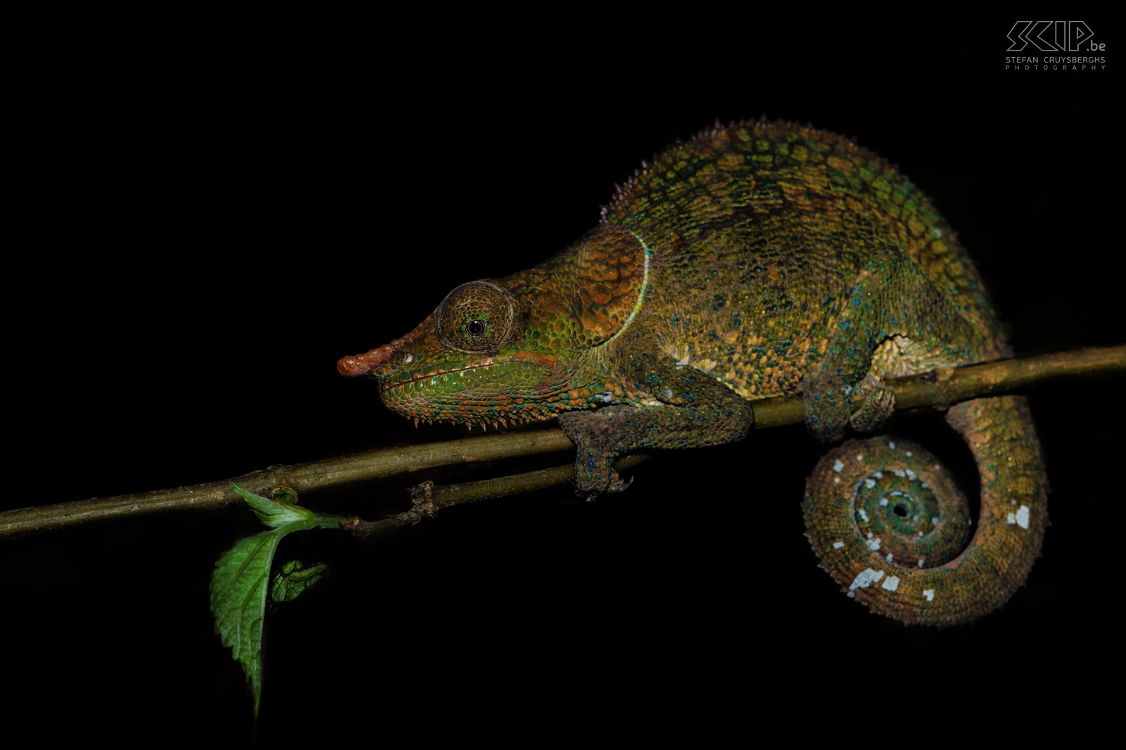 Ranomafana - Blue-legged chameleon We found this male blue-legged chameleon or cryptic chameleon (Calumma crypticum) in Ranomafana national park during a night walk. This chameleon is endemic to southern Madagascar. It has a nose horn and  can have many vibrant colors. The legs can be fully blue or just with blue spots.<br />
 Stefan Cruysberghs